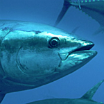 Albacore tuna. Photogrpaher: unknown