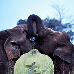 Asian Elephants. Photogrpahy: Ahimsa Campos-Arceiz