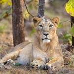 Asiatic lion. Photographer: Sumeet Moghe