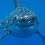 Great white shark. Photographer: Hermanus Backpackers