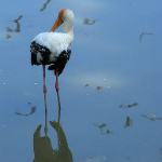 Milky Stork. Photography: Anuarsalleh